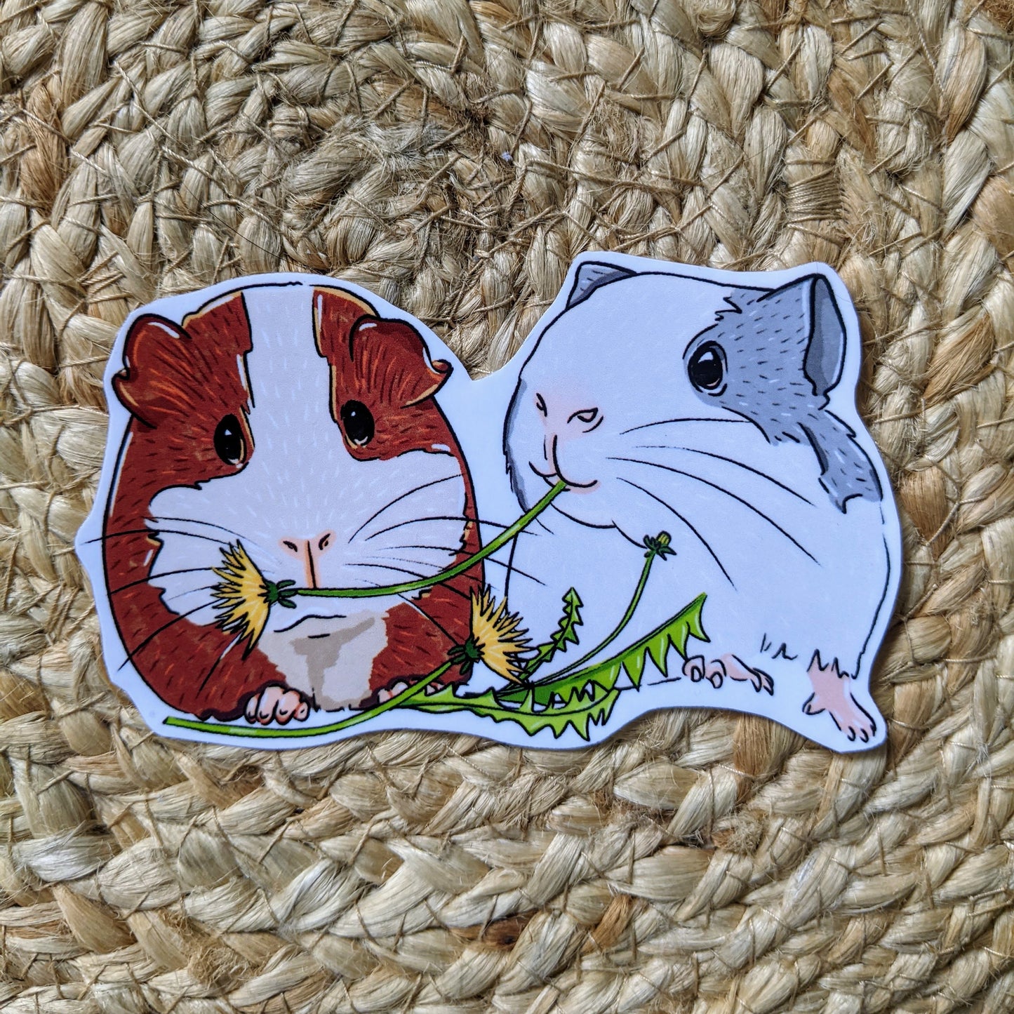 Guinea Pigs eating a dandelion sticker